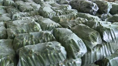 Packaged Cucumber for sale Stock Footage 235710488