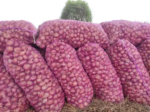 Packaged onion sacks, onion sacks ready for sell in the marke Stock Photos