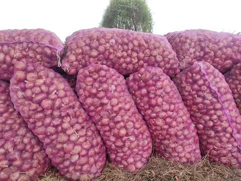 Packaged onion sacks, onion sacks ready for sell in the marke Stock Photos