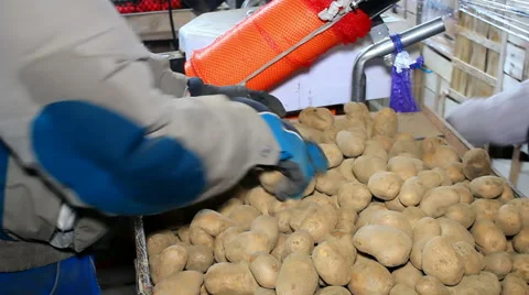 Packaged potatoes Stock Footage 46806347