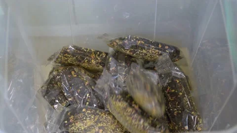 Packaged tea bags fall into the box during the production process․ Stock Footage 143834257