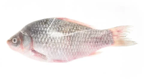 Packaging and Freezing of Fresh Fish 4K Stock Footage 297780013