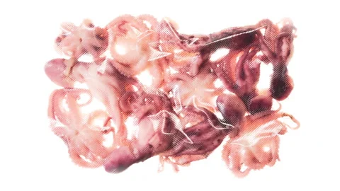 Packaging and Freezing Fresh Octopus 4K Stock Footage 328111180