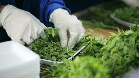 Packaging of arugula leaves in a container. Employee working with gloves in tran Stock Footage 199486865
