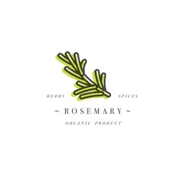 Packaging design template logo and emblem - herb and spice - rosemary branch Stock Illustration