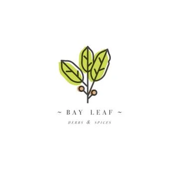 Packaging design template logo and emblem - herb and spice - bay leaf. Logo in Stock Illustration