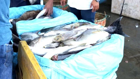 Packaging Fresh Fish in Box with Ice at Seafood Market Stock Footage 104174706