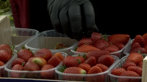 Packaging fresh strawberries Stock Footage 77336486