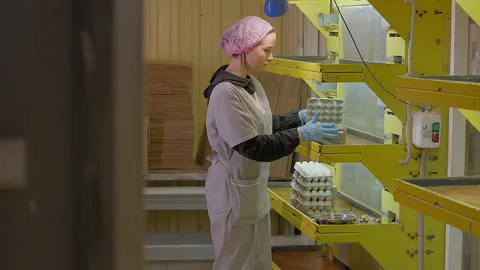 Packaging the freshly collected small poultry quail eggs into carton trays Stock Footage 280199108