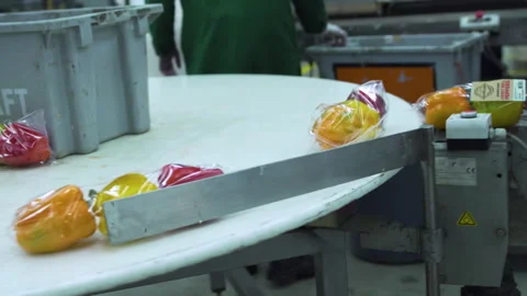 Packaging line, capsicums rolling onto circular conveyor belt, fresh Stock Footage 133747869