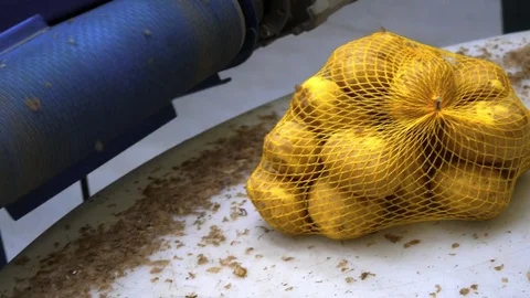 Packaging of potatoes on the packing line in the warehouse Stock Footage 80983915