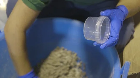 The packaging of salted capers Stock Footage 71198095