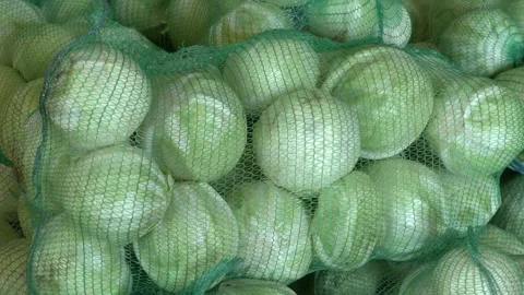 Packed cabbage in bags for transportation. Video stock 164508003