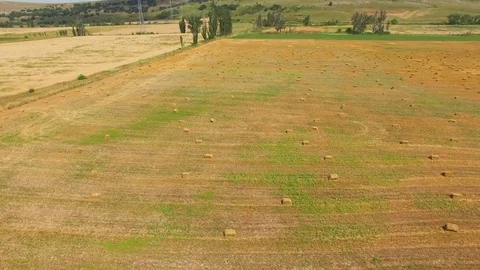 Packed haystacks in wheat field after harvest, aerial video Stock Footage 78116929