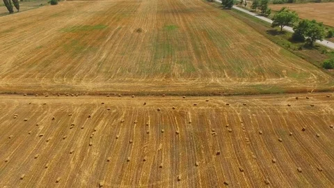 Packed haystacks in wheat field after harvest, aerial video Stock Footage 78117015