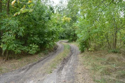 Packed sand road running alongside deciduous forest area featuring trees. Stock Photos