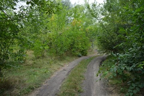 Packed sand road running alongside deciduous forest area featuring trees. Stock Photos