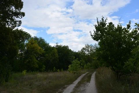 Packed sand road running alongside deciduous forest area featuring trees. 写真素材