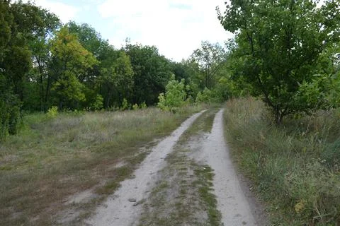 Packed sand road running alongside deciduous forest area featuring trees. Fotos de archivo