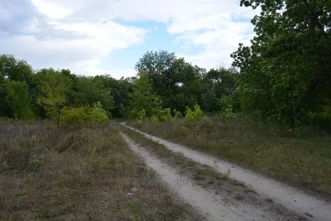 Packed sand road running alongside deciduous forest area featuring trees. Stock Photos