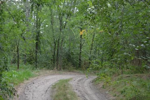 Packed sand road running alongside deciduous forest area featuring trees. Stock Photos