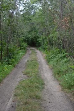 Packed sand road running alongside deciduous forest area featuring trees. Stock Photos