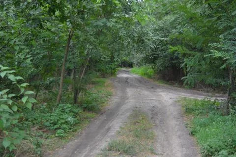Packed sand road running alongside deciduous forest area featuring trees. Stock Photos