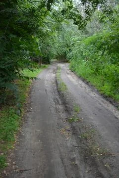 Packed sand road running alongside deciduous forest area featuring trees. Stock Photos