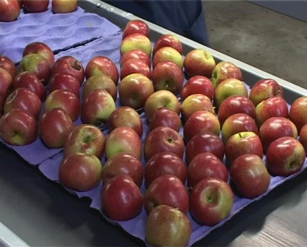 Packing apples Stock-Footage 134713