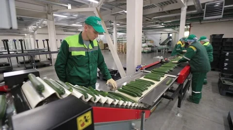 Packing of cucumbers Pered appearance of cucumber on the counter of the store. 库存影片 68579116