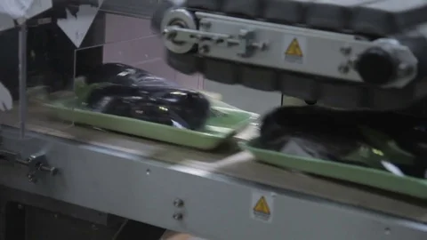 Packing of eggplant on automatic tape inside factory Stock Footage 77626868