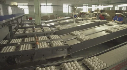 Packing eggs in boxes with help of women workers on assembly line Stock Footage 64268150