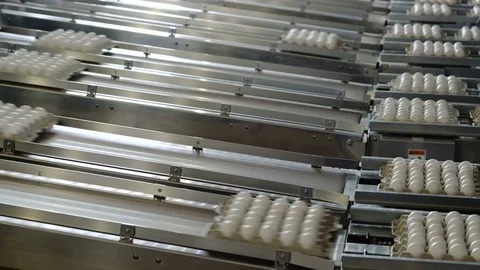 Packing eggs in trays at a poultry farm. Transporter. Conveyor Stock Footage