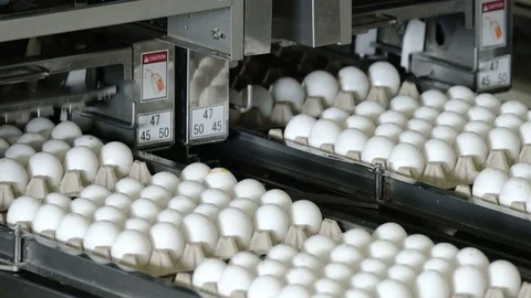 Packing eggs in trays at a poultry farm. Transporter. Conveyor Stock Footage
