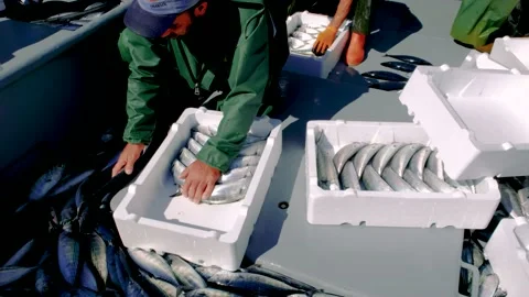 Packing Fish on the Boat Stock Footage 152997558