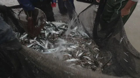 Packing fish Stock Footage 49507596