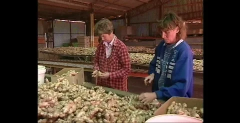 Packing Ginger – Australia (1990s) Stock Footage 319421994