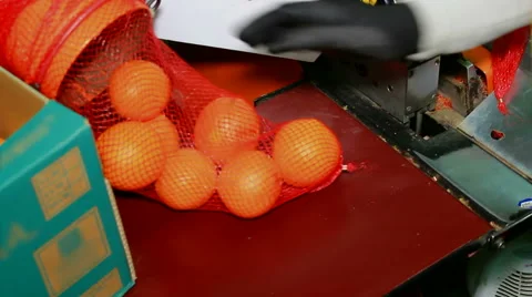 Packing oranges Video stock 46777199