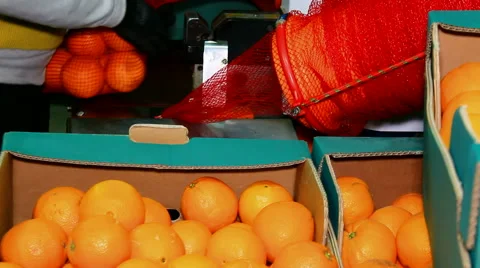 Packing oranges Stock Footage 46784768