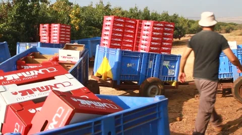 Packing orchard Stock Footage 42030274