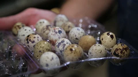 Packing quail eggs Stock Footage 68934249