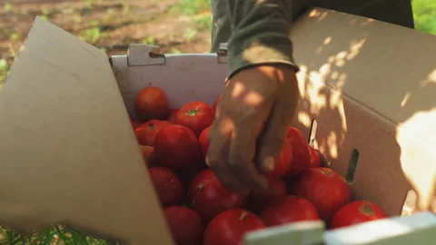 Packing red tomatoes into a box. Farmer boxing tomato.Hands close up time Stock Footage 171207336