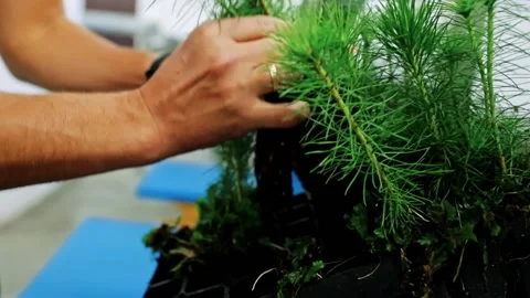 Packing of seedlings in boxes for transportation, Seed center Stock Footage 180106226