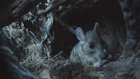 Packrat eats something in its burrow Stock Footage 274719162