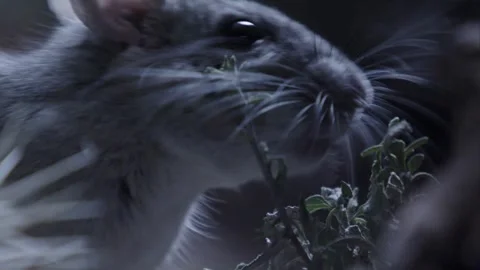 Packrat eats something in its burrow Stock Footage 274719244