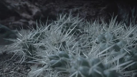 Packrat fetches cactus piece Stock Footage 274719217