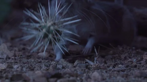 Packrat fetches cactus piece 库存影片 274719232