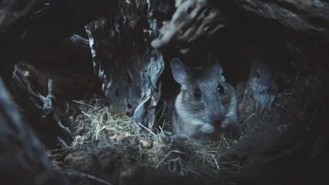 Packrat is grooming itself in its nest Video stock 274719152