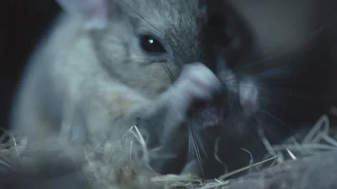 Packrat is grooming itself in its nest Stock Footage 274719156