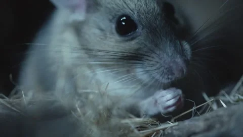 Packrat is grooming itself in its nest Stock Footage 274719158